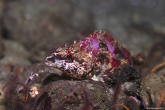 Oxylebius pictus