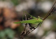 Phaneroptera falcata