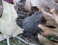 Anaxyrus americanus