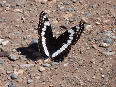 Limenitis weidemeyerii
