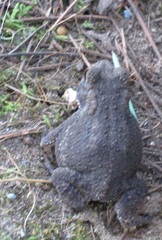 Anaxyrus americanus
