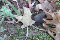 Anaxyrus americanus