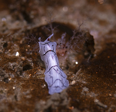 Eurylepta californica