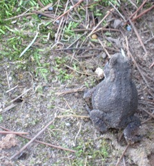 Anaxyrus americanus