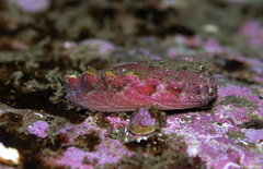 Haliotis kamtschatkana