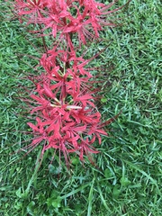 Lycoris radiata
