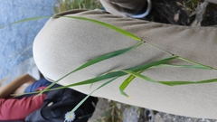 Poaceae