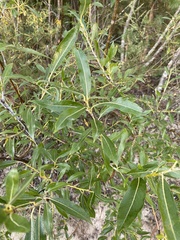 Salix