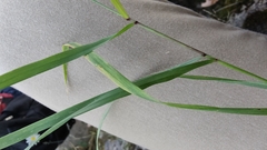 Poaceae