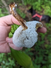 Hypomyces