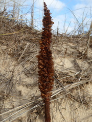 Orobanche densiflora