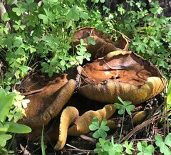 Suillus bellinii