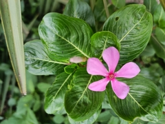 Catharanthus roseus