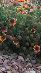 Sanvitalia procumbens