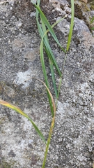 Poaceae