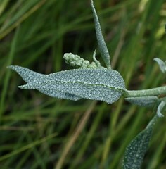 Atriplex patula