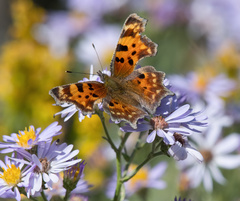 Polygonia faunus