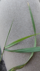 Poaceae