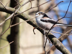 Aegithalos caudatus