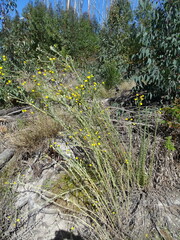 Schistostephium umbellatum
