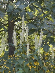 Agastache scrophulariifolia