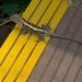 米倉山龍蜥 - Photo 由 Maoliang 所上傳的 (c) Maoliang，保留部份權利CC BY-NC