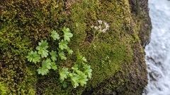 Micranthes nelsoniana