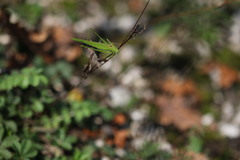 Phaneroptera falcata