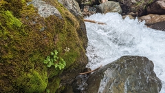 Micranthes nelsoniana