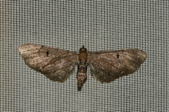 Eupithecia absinthiata