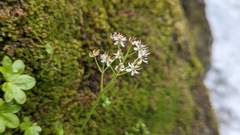 Micranthes nelsoniana