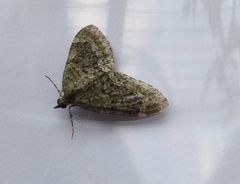 Acasis viretata