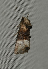 Mesoligia furuncula