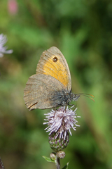 Hyponephele lycaon