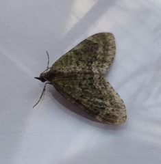 Acasis viretata