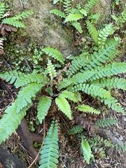 Struthiopteris spicant
