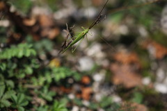 Phaneroptera falcata