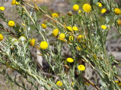 Schistostephium umbellatum