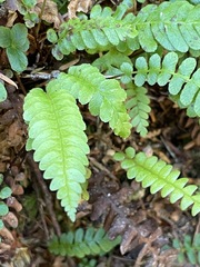 Struthiopteris spicant