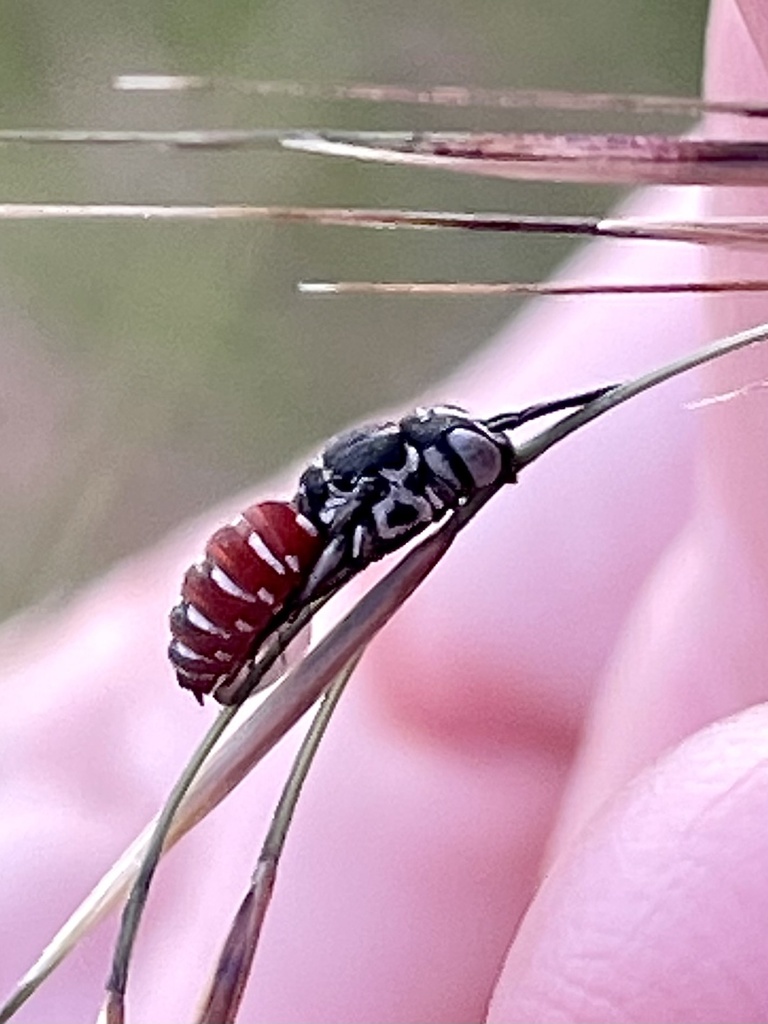 Holcopasites arizonicus