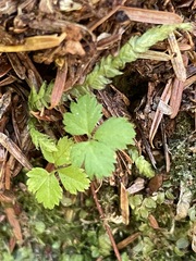 Rubus pedatus