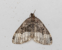 Euphyia intermediata