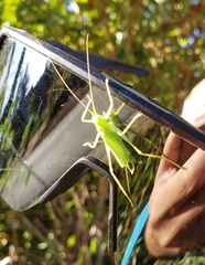 Meconema thalassinum