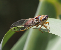 Diceroprocta delicata