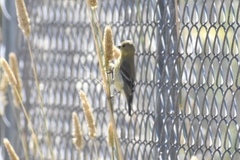 Spinus psaltria