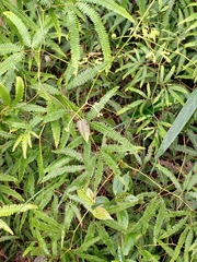 Gleichenella pectinata