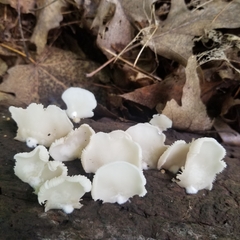 Crepidotus applanatus