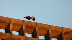 Caracara plancus