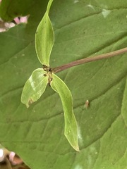 Trillium ovatum