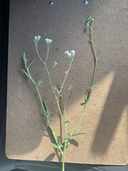 Florestina tripteris